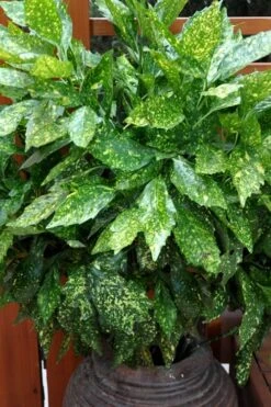 Gold Dust Aucuba (Japanese Laurel) - 1 Gallon Pot -Foliage Dream Sales Store Aucuba Gold Dust 17