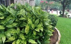 Gold Dust Aucuba (Japanese Laurel) - 1 Gallon Pot -Foliage Dream Sales Store Aucuba Gold Dust 18