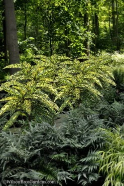 Hosoba Hoshifu Variegated Aucuba (Japanese Laurel) - 1 Gallon Pot -Foliage Dream Sales Store Aucuba Hosoba Hoshifu