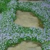 Blue Star Creeper (Laurentia Fluviatilis) - 3 Pack Of Quart Pots