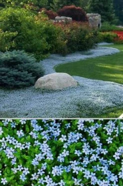 Blue Star Creeper (Laurentia Fluviatilis) - 3 Pack Of Quart Pots -Foliage Dream Sales Store Blue Star Creeper 24