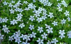 Blue Star Creeper (Laurentia Fluviatilis) - 3 Pack Of Quart Pots -Foliage Dream Sales Store Blue Star Creeper Laurentia 1