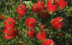 Scarlet Compacta Bottlebrush - Callistemon - 3 Gallon Pot -Foliage Dream Sales Store Bottlebrush Scarlet Compacta 2