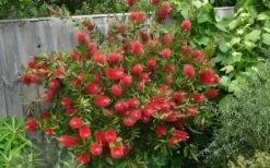 Scarlet Compacta Bottlebrush - Callistemon - 3 Gallon Pot -Foliage Dream Sales Store Bottlebrush Scarlet Compacta