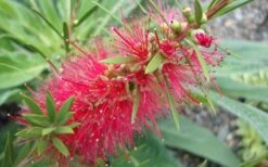 Woodlanders Cold Hardy Red Bottlebrush - Callistemon - 3 Gallon Pot -Foliage Dream Sales Store Bottlebrush Woodlanders Hardy 1 1