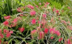 Semmes Cold Hardy Red Bottlebrush - Callistemon - 3 Gallon Pot -Foliage Dream Sales Store Bottlebrush Woodlanders Hardy Red 17