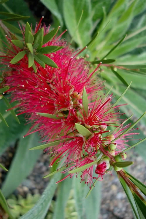 Woodlanders Cold Hardy Red Bottlebrush - Callistemon - 1 Gallon Pot 6 Woodlanders Cold Hardy Red Bottlebrush - Callistemon - 1 Gallon Pot - Image 6
