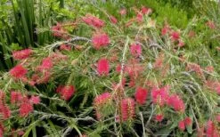 Woodlanders Cold Hardy Red Bottlebrush - Callistemon - 3 Gallon Pot -Foliage Dream Sales Store Bottlebrush Woodlanders Hardy Red 22 1