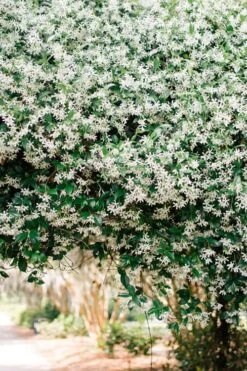 Madison Confederate Jasmine - 2 Gallon Pot -Foliage Dream Sales Store Campsis Madame Galen 18