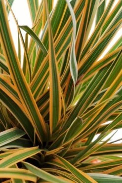 Evercolor Everglow Carex - 1 Gallon Pot 9 Evercolor Everglow Carex - 1 Gallon Pot -Foliage Dream Sales Store Carex Evercolor Everglow 1