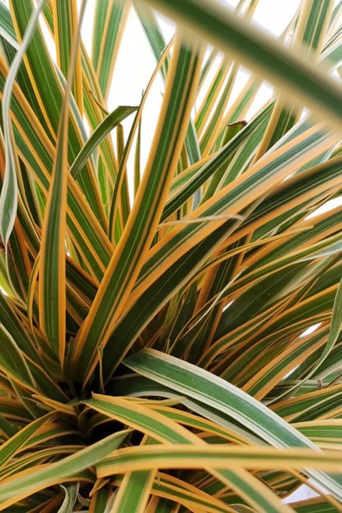 Evercolor Everglow Carex - 1 Gallon Pot 4 Evercolor Everglow Carex - 1 Gallon Pot - Image 4