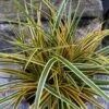 Evercolor Everglow Carex - 1 Gallon Pot