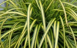 Evercolor Eversheen Carex - 5 Pack Of Quart Pots -Foliage Dream Sales Store Carex Eversheen 1