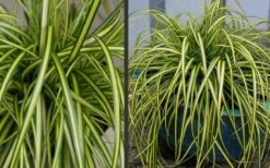 Evercolor Eversheen Carex - 5 Pack Of Quart Pots -Foliage Dream Sales Store Carex Eversheen 2