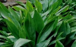 Cast Iron Plant - 1 Gallon Pot -Foliage Dream Sales Store Cast Iron Plant 1 1