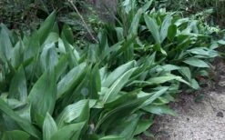 Cast Iron Plant - 3 Gallon Pot -Foliage Dream Sales Store Cast Iron Plant 3 2