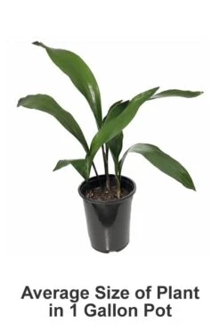 Cast Iron Plant - 2 Gallon Pot -Foliage Dream Sales Store Cast iron Plant 20