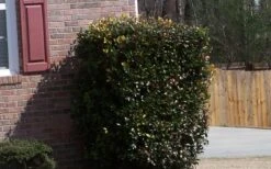 Japanese Cleyera (Ternstroemia Gymnanthera) - 3 Gallon Pot -Foliage Dream Sales Store Cleyera Japonica Japanese 1