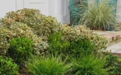 Juliet Cleyera Japonica - 2 Gallon Pot -Foliage Dream Sales Store Cleyera Juliet 2