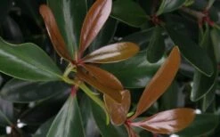 LeAnn Cleyera Japonica - 3 Gallon Pot -Foliage Dream Sales Store Cleyera LeAnn Japonica