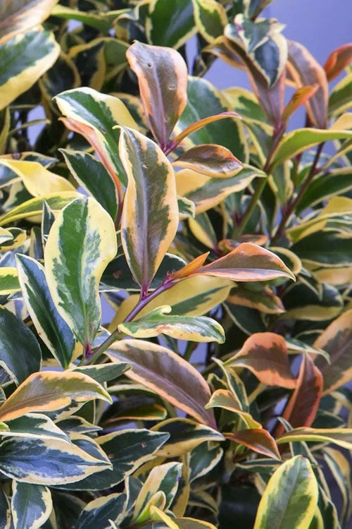 Romeo Variegated Cleyera Japonica - 2 Gallon Pot 1 Romeo Variegated Cleyera Japonica - 2 Gallon Pot