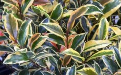 Romeo Variegated Cleyera Japonica - 2 Gallon Pot 9 Romeo Variegated Cleyera Japonica - 2 Gallon Pot -Foliage Dream Sales Store Cleyera Romeo 3