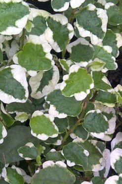 Variegated Creeping Fig - Ficus Pumila 'Variegata' - 5 Pack Of Pint Pots -Foliage Dream Sales Store Creeping Fig Variegated Ficus Pumila Rev 500x750 1