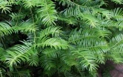 Creeping Japanese Plum Yew (Cephalotaxus Harringtonia 'Prostrata') - 2.5 Gallon Pot -Foliage Dream Sales Store Creeping japanese Plum Yew 1