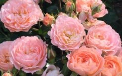 Apricot Drift Dwarf Rose - 1 Gallon Pot -Foliage Dream Sales Store Drift Rose Apricot 2
