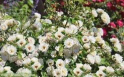 Popcorn Drift Groundcover Rose - 1 Gallon Pot 10 Popcorn Drift Groundcover Rose - 1 Gallon Pot -Foliage Dream Sales Store Drift Rose Popcorn 21