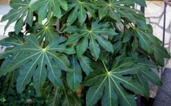 Fatsia Japonica - Japanese Aralia - Glossy Paper Plant - 3 Gallon Pot -Foliage Dream Sales Store Fatsia Japanese Aralia 1 3