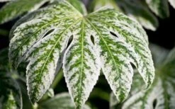 Spider's Web Fatsia - Japanese Aralia Paper Plant - 3 Gallon Pot -Foliage Dream Sales Store Fatsia Spider Web close Up 1