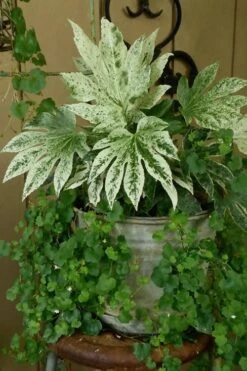 Spider's Web Fatsia - Japanese Aralia Paper Plant - 3 Gallon Pot -Foliage Dream Sales Store Fatsia Spiders Web 21 1