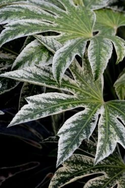 Spider's Web Fatsia - Japanese Aralia Paper Plant - 2 Gallon Pot -Foliage Dream Sales Store Fatsia Spiders Web 24