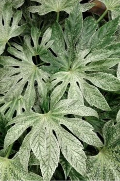 Spider's Web Fatsia - Japanese Aralia Paper Plant - 1 Gallon Pot -Foliage Dream Sales Store Fatsia Spiders Web 33 2