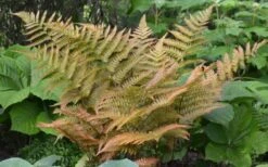Autumn Fern (Dryopteris Erythrosora) - 3 Gallon -Foliage Dream Sales Store Fern Autumn 1 1