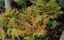 Autumn Fern (Dryopteris Erythrosora) - 3 Gallon -Foliage Dream Sales Store Fern Autumn 2 1