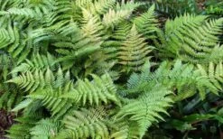 Autumn Fern - Dryopteris Erythrosora - 6 Pack Of 1 Gallon Pots -Foliage Dream Sales Store Fern Autumn Summer