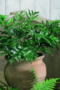 Japanese Holly Fern - Cyrtomium Falcatum 'Rochfordianum' - 2.5 Quart Pot -Foliage Dream Sales Store Fern Japanese Holly 8