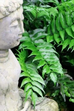 Japanese Holly Fern - Cyrtomium Falcatum 'Rochfordianum' - 2.5 Quart Pot -Foliage Dream Sales Store Fern Japanese Holly 9