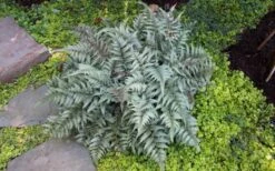 Japanese Painted Fern - 1 Gallon Pot 13 Japanese Painted Fern - 1 Gallon Pot -Foliage Dream Sales Store Fern Japanese Painted 13 1