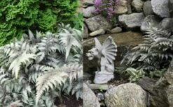 Japanese Painted Fern - 6 Pack Of 1 Gallon Pots -Foliage Dream Sales Store Fern japanese painted 2