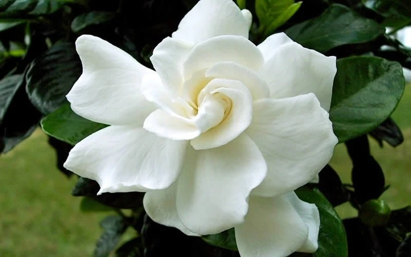 August Beauty Gardenia - 6 Pack Of 1 Gallon Pots 5 August Beauty Gardenia - 6 Pack Of 1 Gallon Pots - Image 5