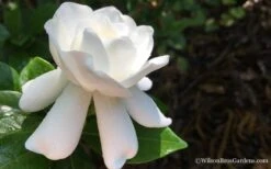 Crown Jewel Gardenia - 1 Gallon Pot 14 Crown Jewel Gardenia - 1 Gallon Pot -Foliage Dream Sales Store Gardenia Crown Jewel 4