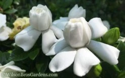 Crown Jewel Gardenia - 1 Gallon Pot 15 Crown Jewel Gardenia - 1 Gallon Pot -Foliage Dream Sales Store Gardenia Crown Jewel 50 1