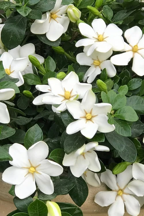 Hardy Fragrant Daisy Gardenia Bush - 3 Gallon Pot 1 Hardy Fragrant Daisy Gardenia Bush - 3 Gallon Pot