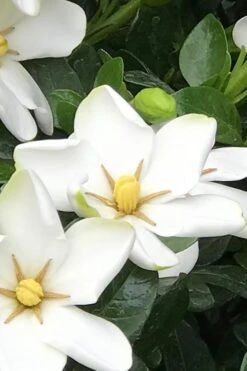 Hardy Fragrant Daisy Gardenia Bush - 1 Gallon Pot -Foliage Dream Sales Store Gardenia Daisy 21