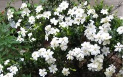 Hardy Fragrant Daisy Gardenia Bush - 3 Gallon Pot 11 Hardy Fragrant Daisy Gardenia Bush - 3 Gallon Pot -Foliage Dream Sales Store Gardenia Daisy Blooms 2 2