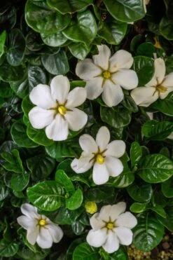 Diamond Spire Gardenia - 2 Gallon Pot -Foliage Dream Sales Store Gardenia Diamond Spire 2