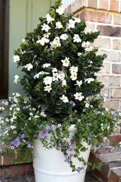 Diamond Spire Gardenia - 3 Gallon Pot -Foliage Dream Sales Store Gardenia Diamond Spire 4 1